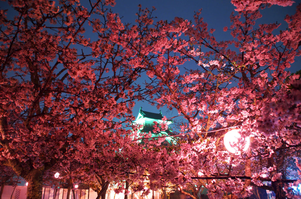 唐津城　夜桜
