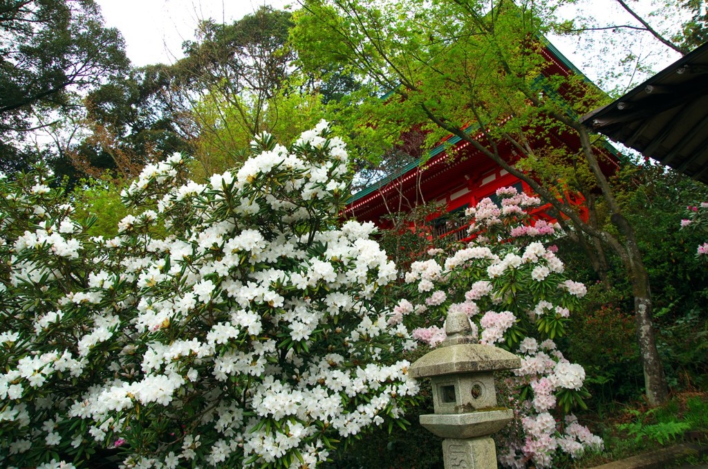 シャクナゲ寺　高野寺　佐賀県武雄市