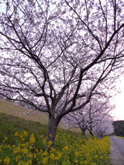 夕暮れの桜並木