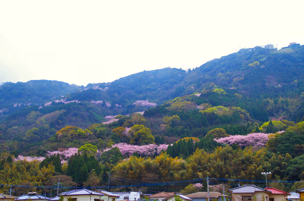 鏡山　道沿いの桜並木