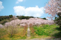 湊さくら丘公園