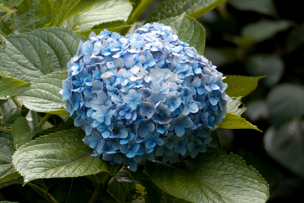 時季外れな紫陽花