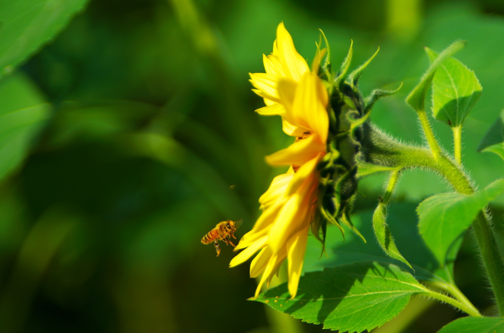 BEE FLY