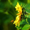 BEE FLY