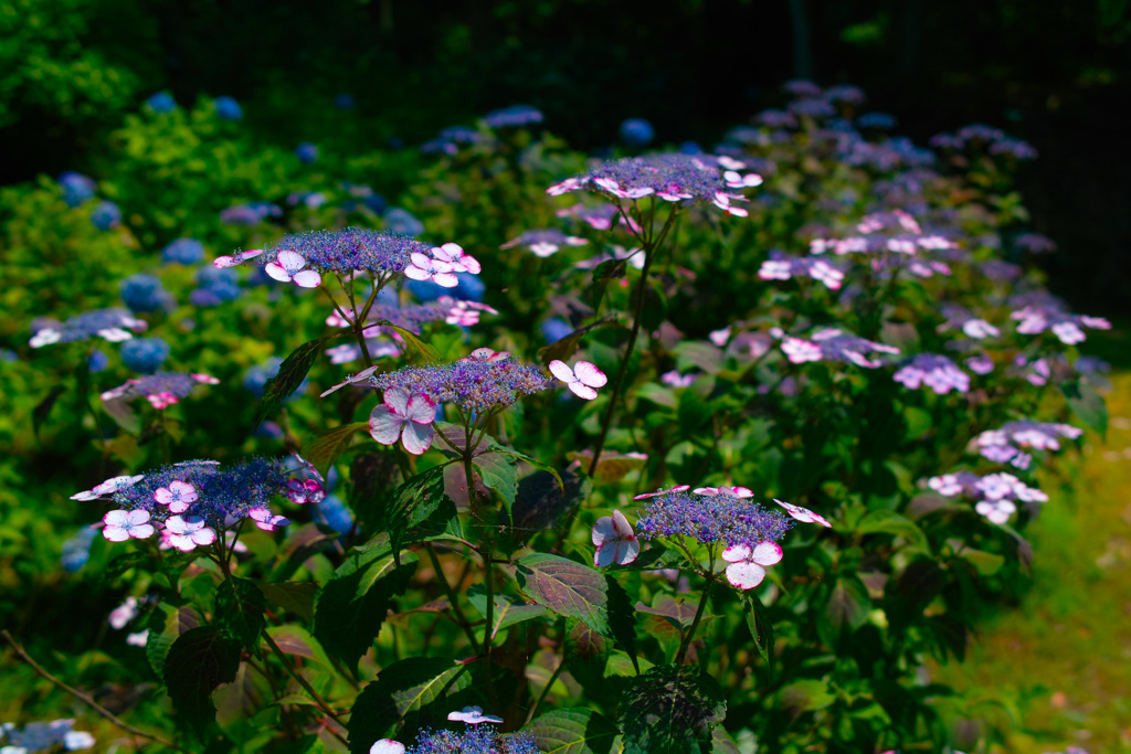 紫陽花　2017