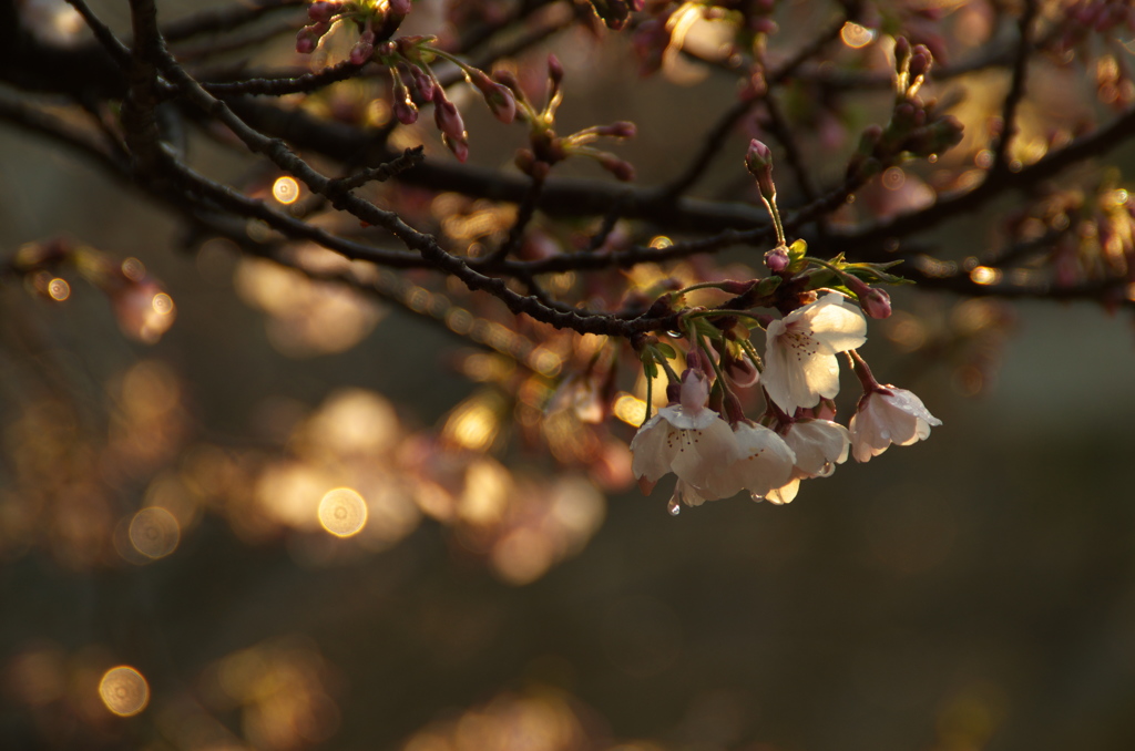 朝の桜