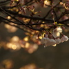 朝の桜