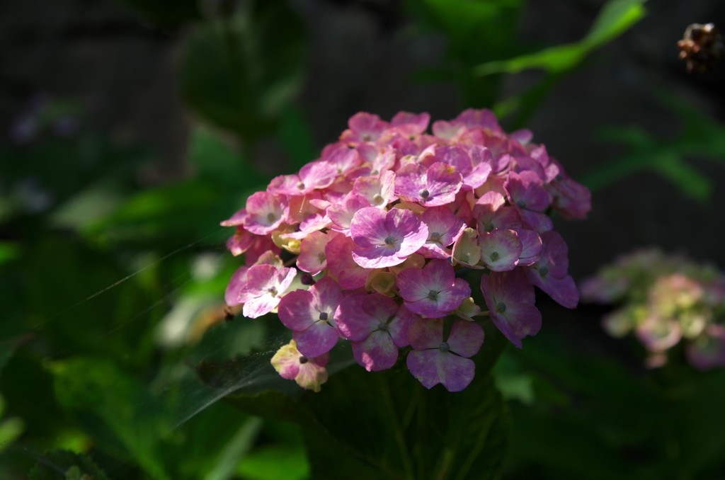 紫陽花　2018