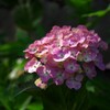紫陽花　2018