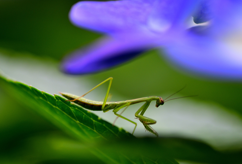 紫陽花とカマキリ