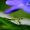 紫陽花とカマキリ