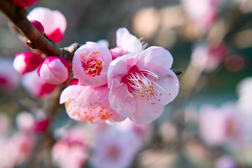 梅の花　2017年