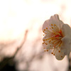 梅の花　2016