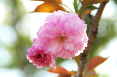 八重桜　カンザン