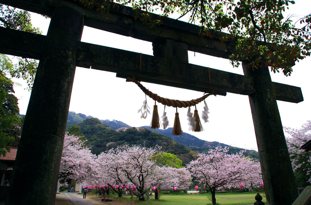 神様達もきっと花見中