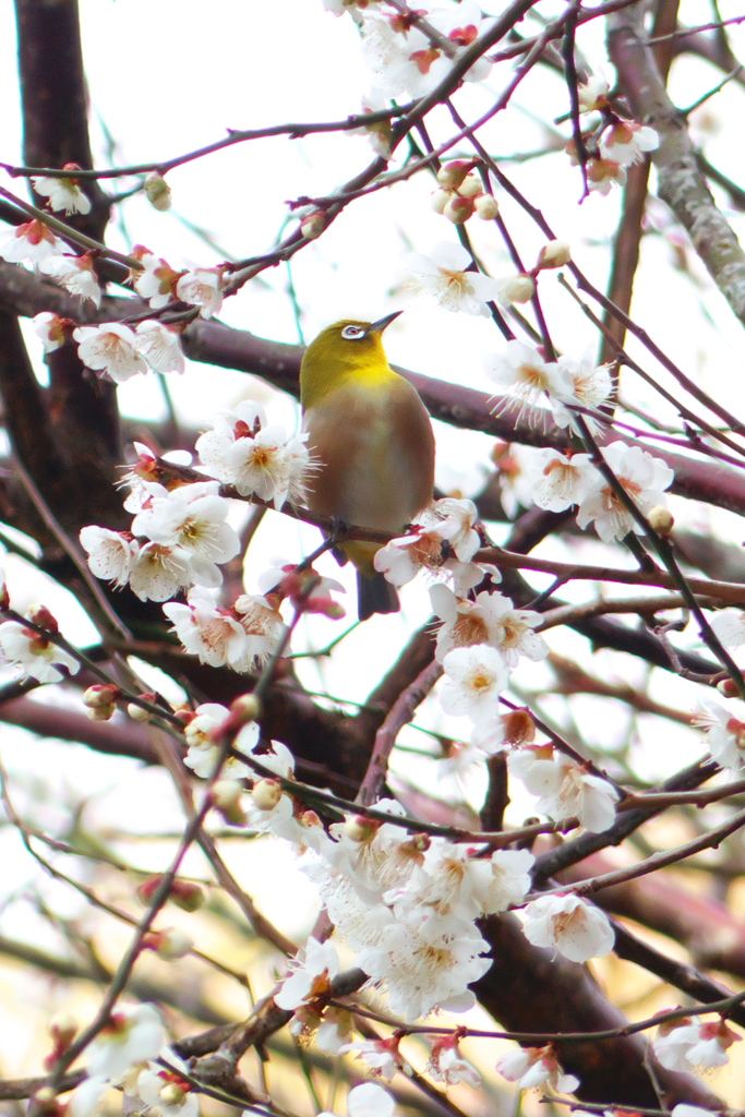 梅の花　鏡神社　2020