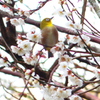 梅の花　鏡神社　2020