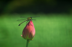 コオニヤンマと蓮の花