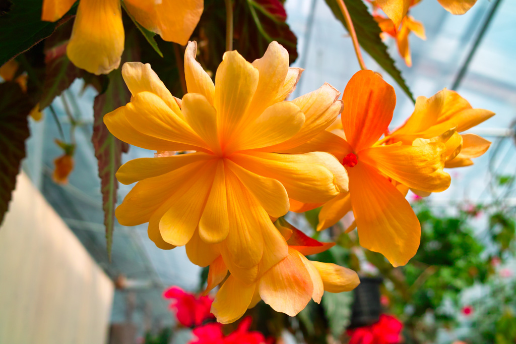 Begonia Garden in PONPOKOMURA