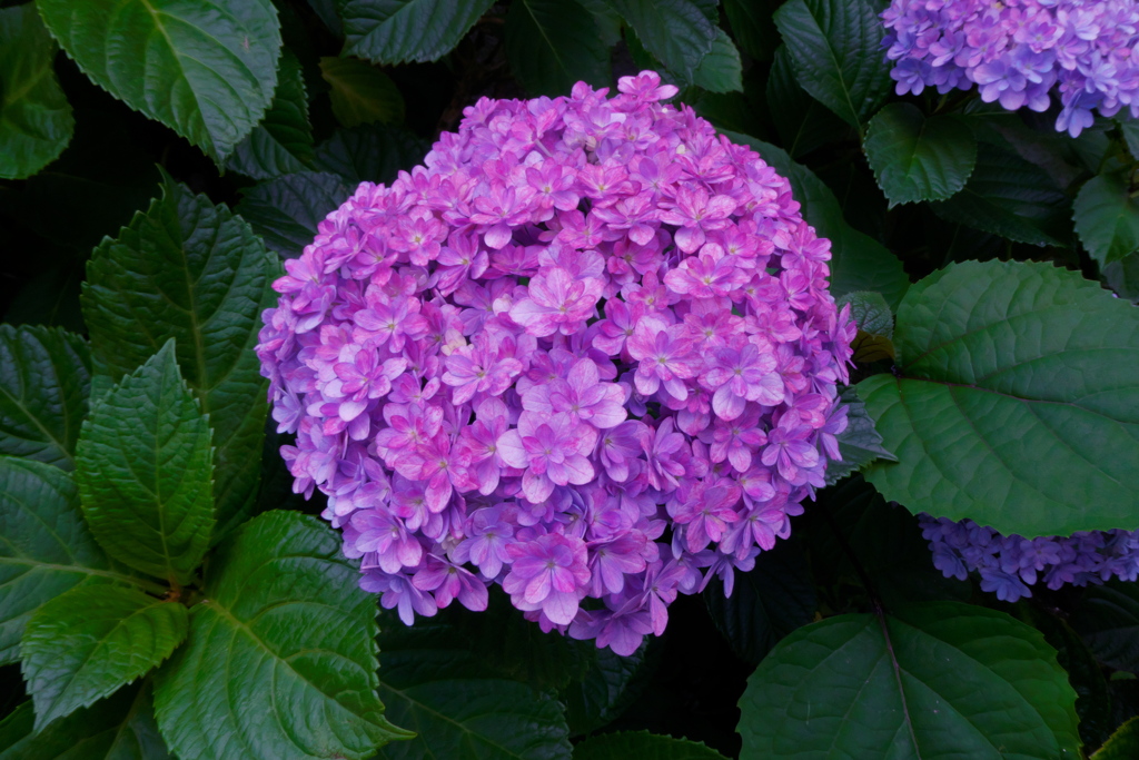 紫陽花