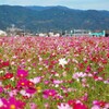 神崎駅北口のコスモス畑