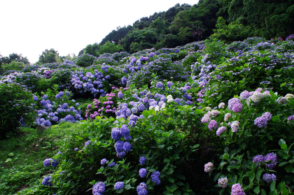 紫陽花2013(6)