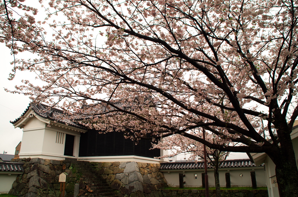 三ノ丸辰巳櫓の桜