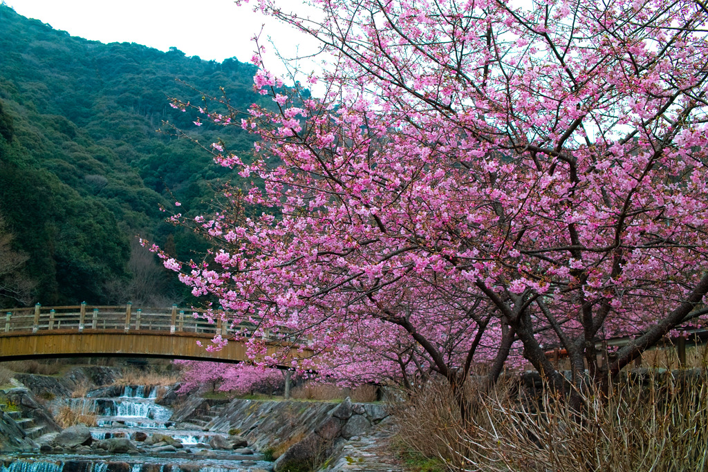 河津桜　見帰りの滝