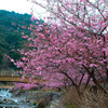 河津桜　見帰りの滝