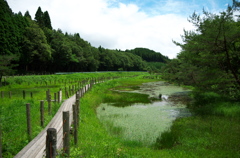 樫原湿原 かしばるしつげん