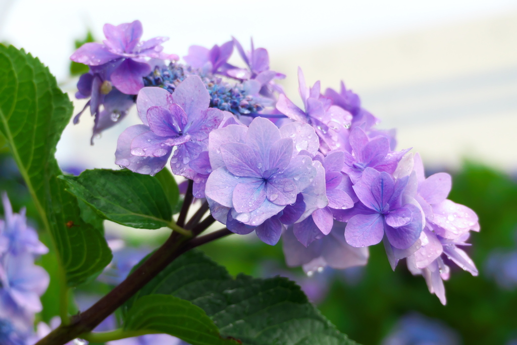 紫陽花（唐津市中瀬公園）