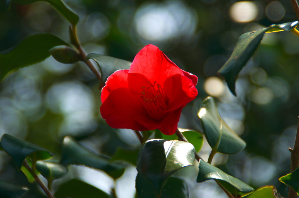 camellia