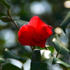 camellia