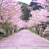 吉浦神社の桜