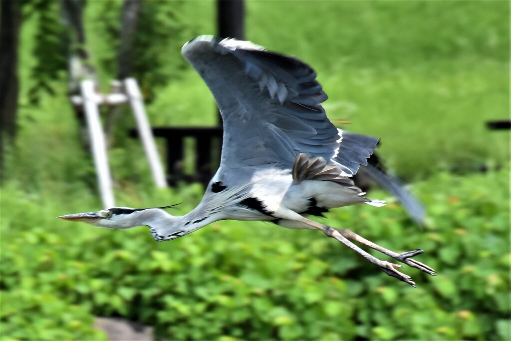 アオサギ