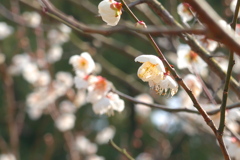 梅の花　鏡神社　2020