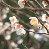 梅の花　鏡神社　2020