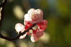 梅の花　2017年