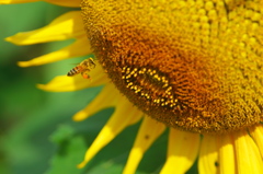 BEE FLY