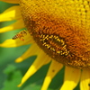 BEE FLY