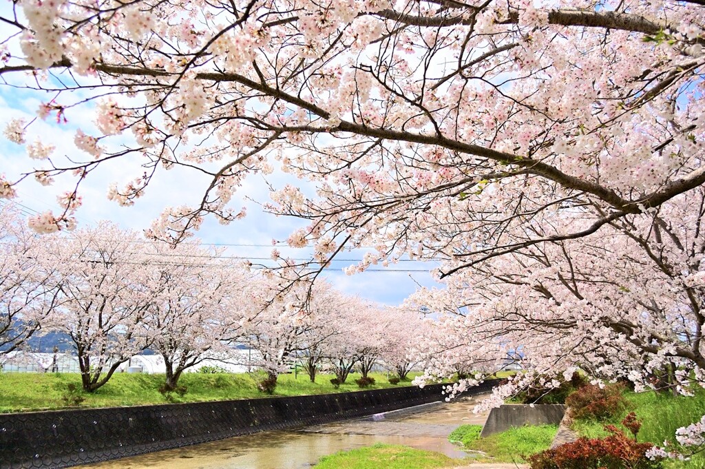 半田川の桜並木