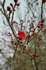 梅の花　2016