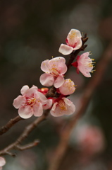 梅の花　2017年