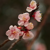 梅の花　2017年