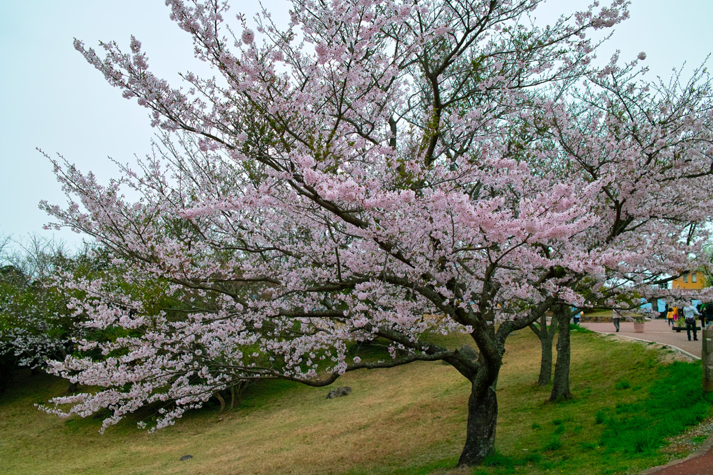 桜と鏡山
