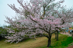 桜と鏡山