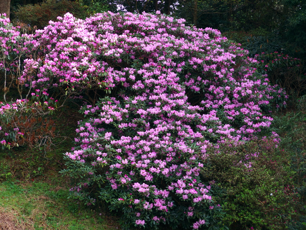 志気のシャクナゲ