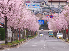 唐津駅前　桜並木