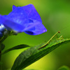 紫陽花とカマキリ