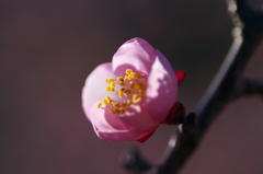 梅の花　2017年